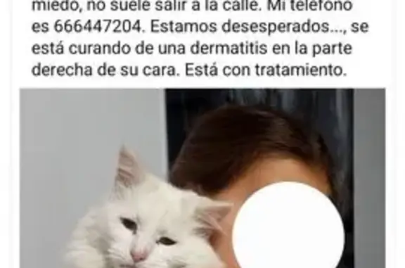 ¡Gato Perdido en Fuengirola! Todo Blanco