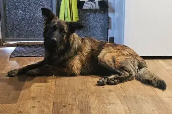 ¡Perro perdido en Algaida! Ayuda a Coco