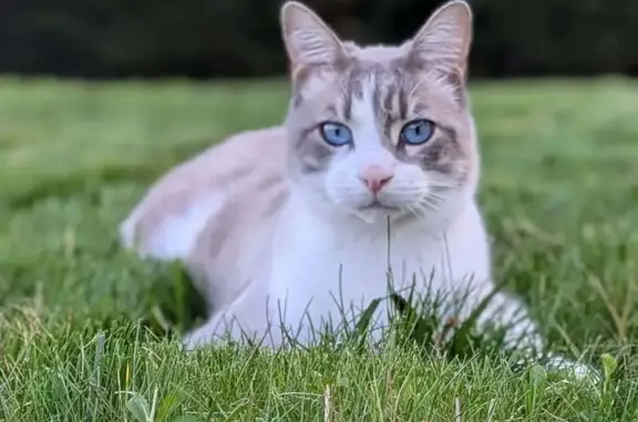 Chat mâle perdu, yeux bleus, L'Arbresle - photo