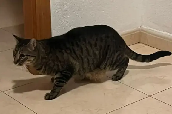 ¡Ayuda! Gata Gris Perdida en Marina Dor