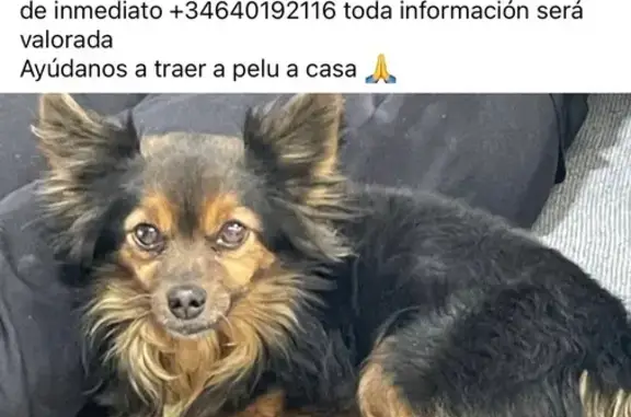 ¡Ayuda! Perdido: Perro Pequeño en Cijuela