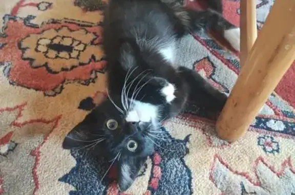 Animaux trouvés Pleumeur-Bodou, photo: Chat noir aux pattes et cou blancs trouvé