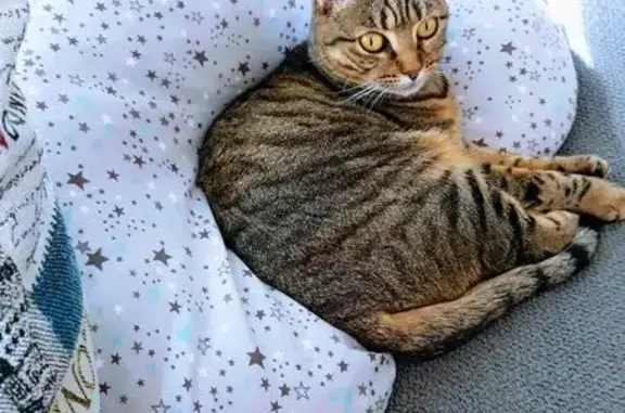 Gata Perdida en Málaga: Ayuda Urgente