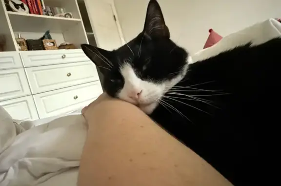 Lost Tuxedo Cat: Sandy Hill Road