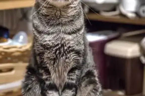 Buscamos: Gato Mayor Gris Ceniza Perdido