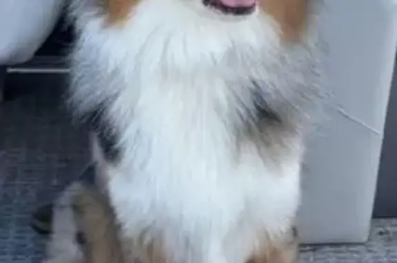 Lost Dog in Long Grove: Blue-Eyed Carmel