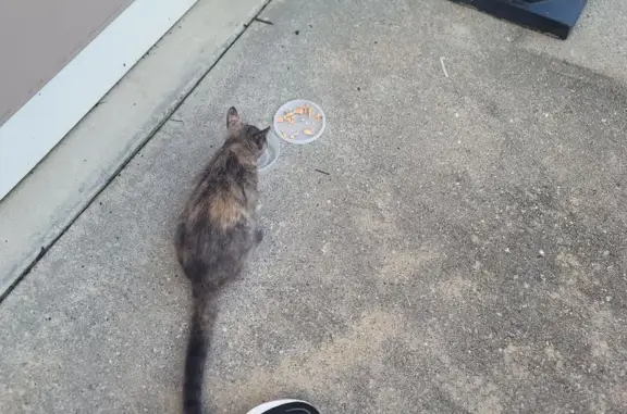 Found pets , photo: Found: Playful Calico Cat on Lantern Hill