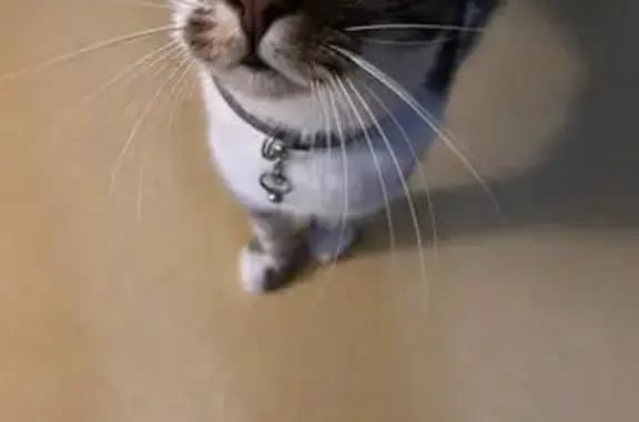 Animaux perdus Warluis, photo: Chatte Tiana disparue à Warluis