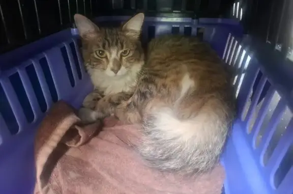 Gato Rallado Cariñoso en Sendero de Utopía