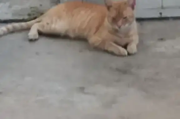 Found pets Carson, photo: Found: Orange Striped Cat on Dolores St