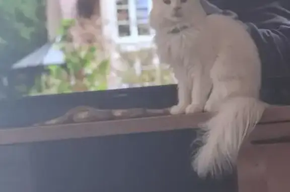 Chatte blanche perdue à Saint-Étienne-du-Rouvray - photo