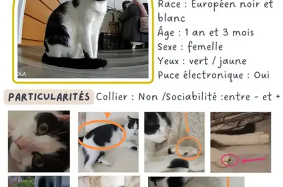 Animaux perdus , photo: Chatte perdue Noa, timide et joueuse