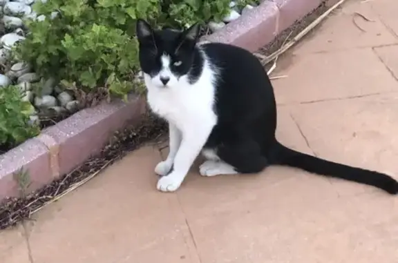 Gato Perdido: Moro, Grande y Tranquilo 🐾