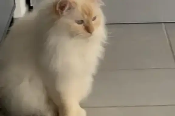 Animaux perdus Cessy, photo: Chat perdu : blanc et roux, yeux bleus, Cessy