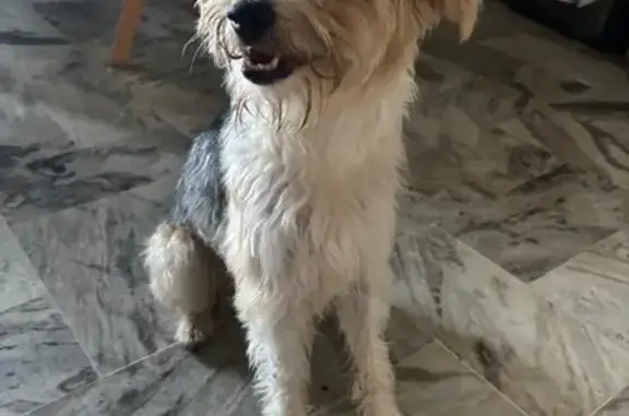 Chien perdu Saint-Georges-de-Reneins, photo : Chien perdu : Sami, croisé Fox terrier, 4 ans