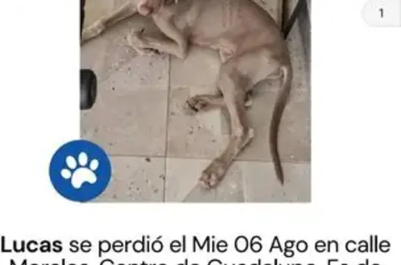 ¡Ayuda a encontrar a nuestro galgo perdido!