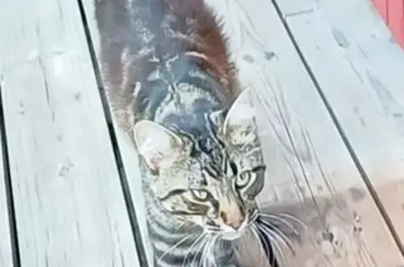 Animaux trouvés , photo: Chat tigré mâle trouvé à Saint-Aulaire