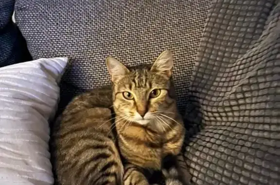 Animaux perdus Illkirch-Graffenstaden, photo: Chatte tigrée perdue, craintive, pucée