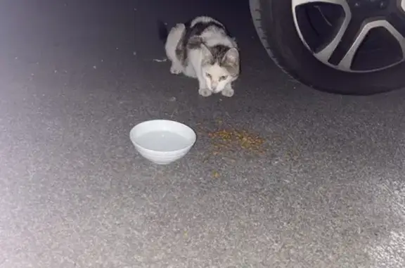 Animaux trouvés Geneston, photo: Chat amaigri trouvé Route de l'Hommeau