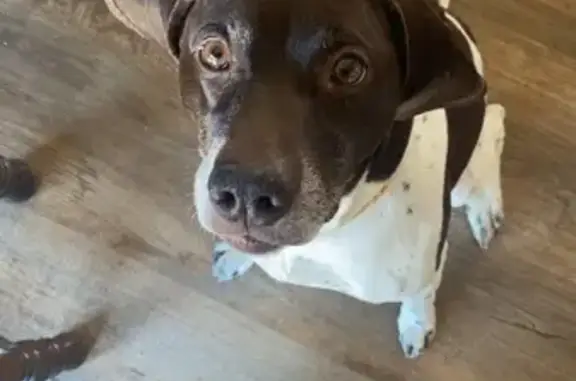 Missing dog Otsego, photo: Lost Brown & White Dog in Otsego - Help!