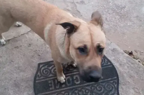 Lost Dog: Black Belt, Boundary Rd, PS