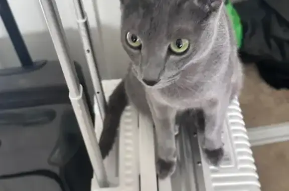Missing cat Garden Grove, photo: Missing Russian Blue Cat in Garden Grove