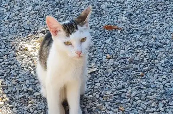 Animaux trouvés Montbizot, photo: Jeune chat sociable trouvé à Montbizot