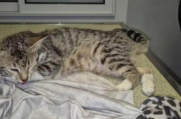 Animaux trouvés Fumel, photo: Chatte blessée trouvée à Fumel