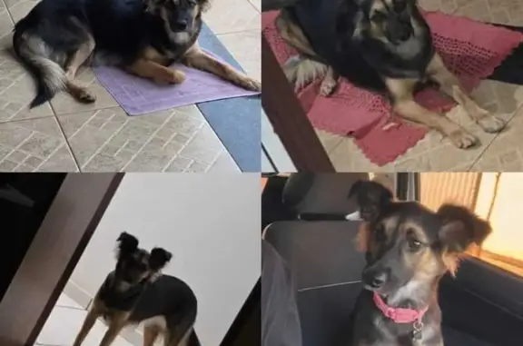 cachorro desaparecida