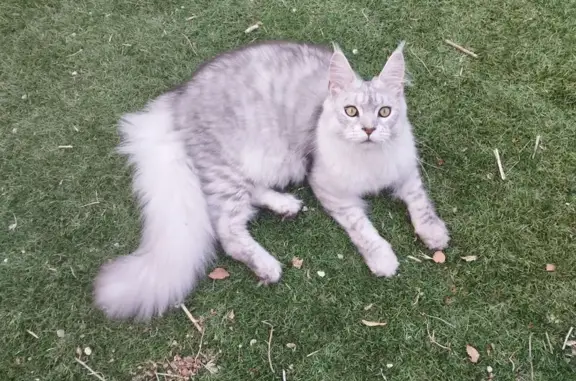 Animaux trouvés , photo: Chat perdu à Vitrolles : gris et blanc tigré