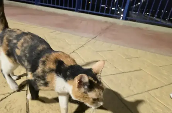 Gata Tricolor Perdida en Dehes...
