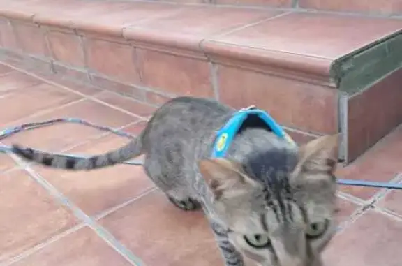 Búsqueda de mascotas, foto: ¡Gato Gris Perdido en Pozuelo de Alarcón!