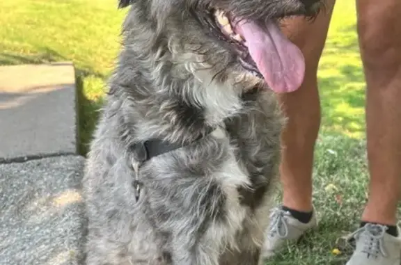Found dog Tennessee Ridge, photo: Smart Black & Gray Dog Found in Nashville