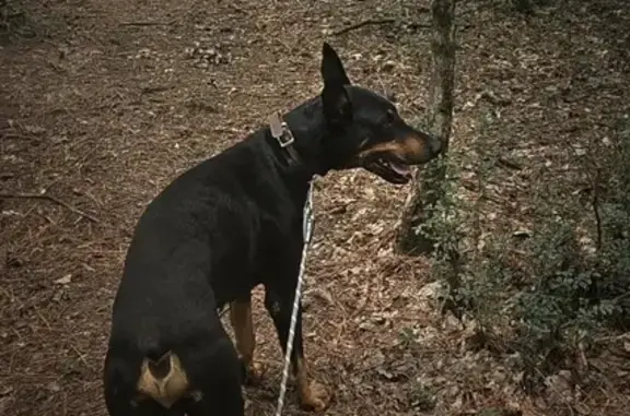 Lost Doberman: Big, Black & Brown, Stockbridge