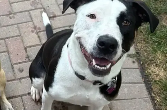 Lost Friendly Dog on Ridge Rock Road