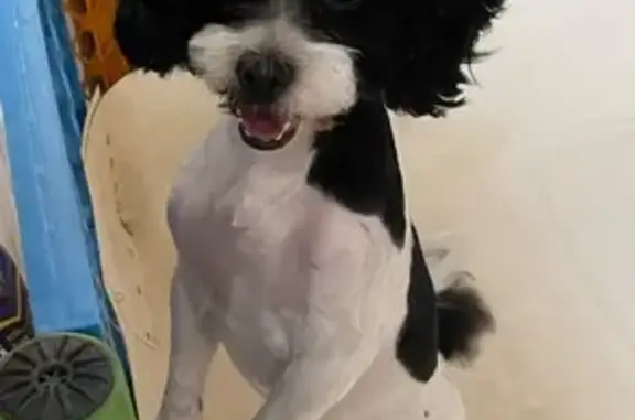 Lost Shih Tzu Poodle Mix in Snellville