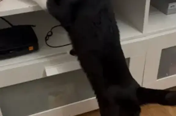 Gatos perdidos, Barcelona, foto: Gato Perdido en Barcelona: Mancha en Patita