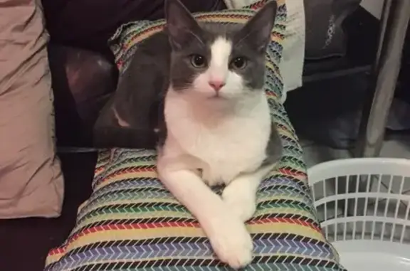 Help Find Dior: Lost Grey Blue Cat in NSW