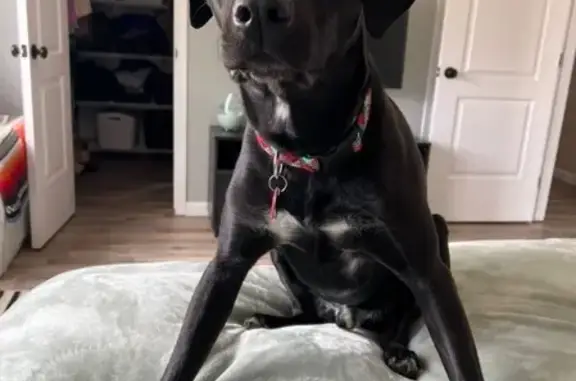 Lost Black Lab Porter Near I-5, Firebaugh