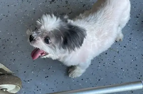 Found dog Lexington, photo: Friendly Senior Dog Found on Crestfield Ln