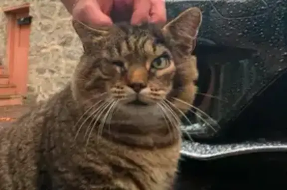 Help Find Our Skittish Tabby Cat!
