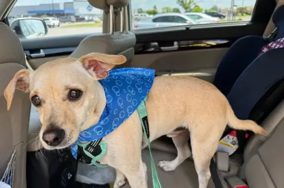 Lost: Moe, Tan/White Dog, Hot Springs