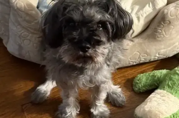 Lost Schnauzer Mix on West Arrowhead Dr