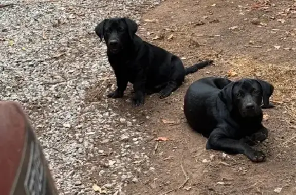 Help Find Ursy, Sadie & Roscoe...