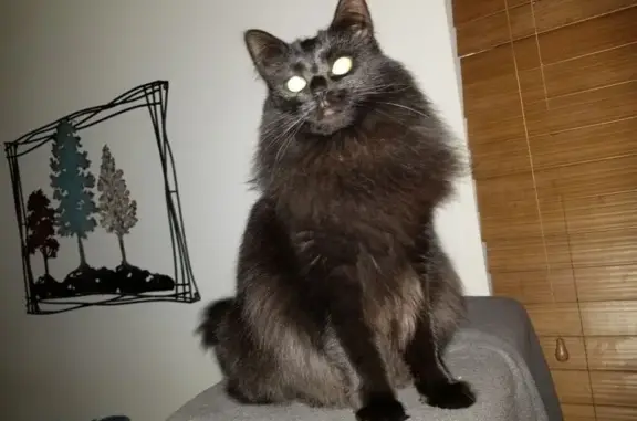 Missing cat , photo: Help Find Our Beloved Lost Cat!
