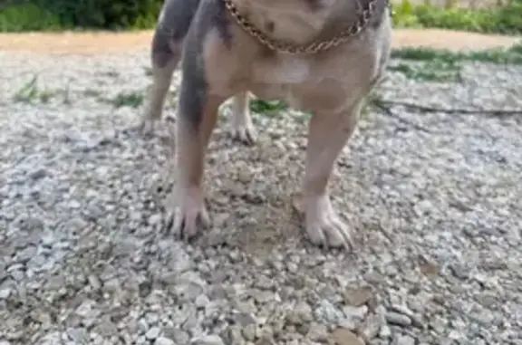 Lost Dog on Como Ave, Saint Paul