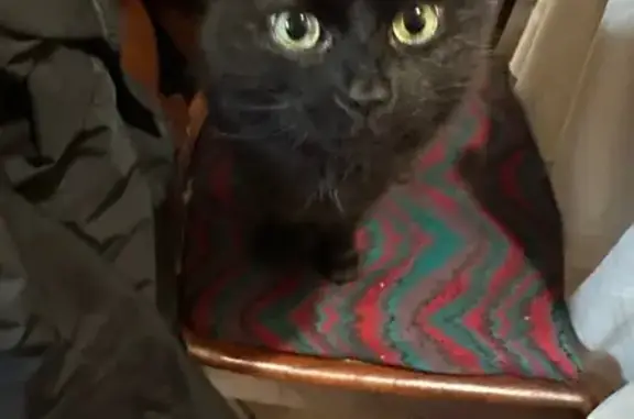 Lost: Fluffy Black Cat with Purple Collar