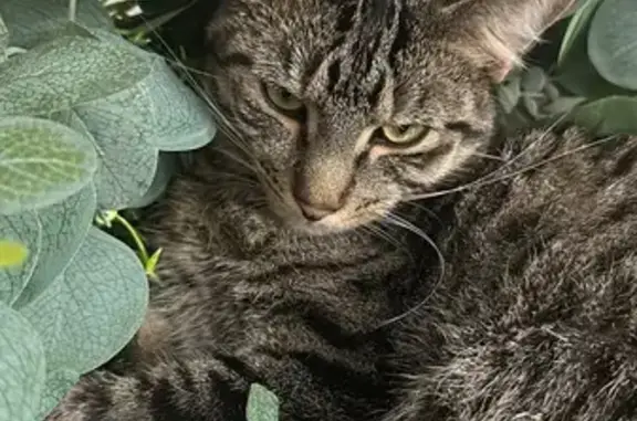 Lost Male Cat: Simon, 3 Yrs, Rockford Rd