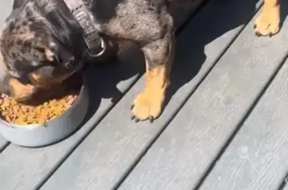 Lost: Sweet Service Dog 'Magic' in Tacoma