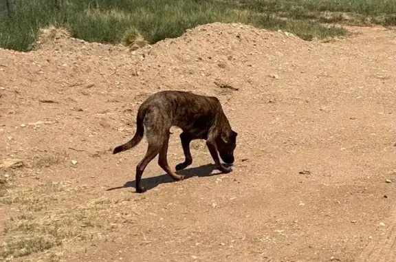 Lost Brindle Lab Mix on 4th St...